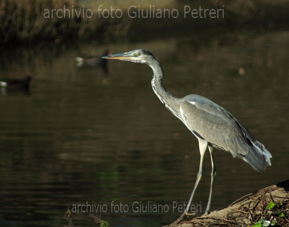 airone cenerino, ritratto